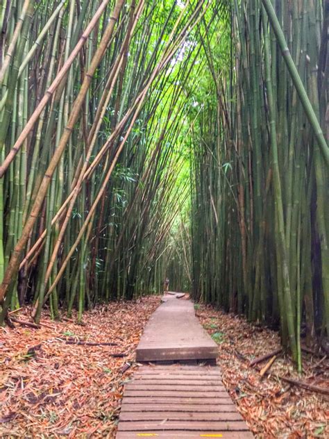 Bamboo Forest One Of The Stops On The Road To Hana Maui Hawaii