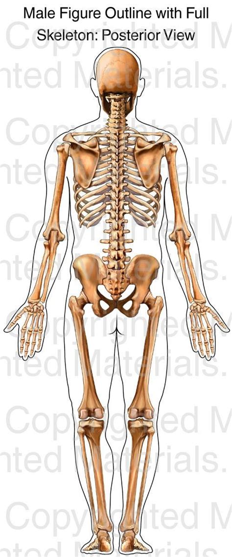 This Medical Illustration Depicts A Male Skeleton From The Posterior