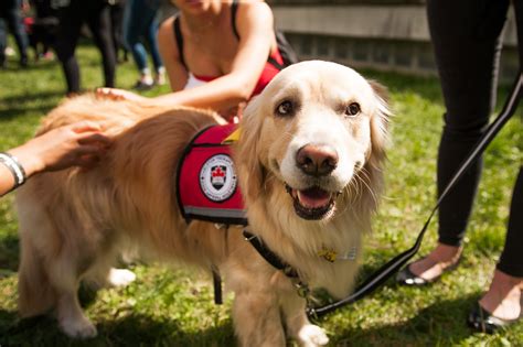 Therapy Dogs Working To Create Community At Carleton The Charlatan