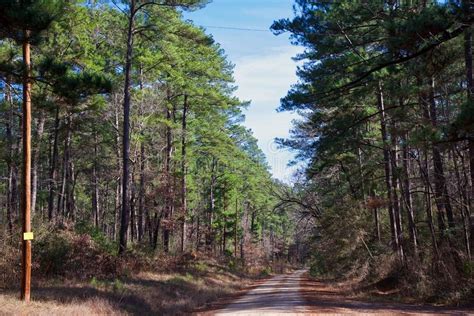 Forest Road In The Piney Woods Of East Texas Editorial Photo Image Of