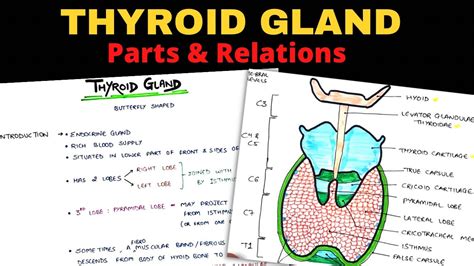 Thyroid Gland Anatomy 13 Parts And Relations Head And Neck Youtube