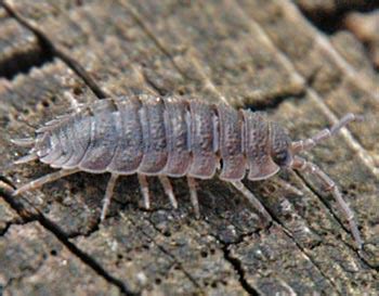 Poisonous centipede with tentacles and antennas being of wildlife in flat style. Grey insect with many legs, preventing pests in the home