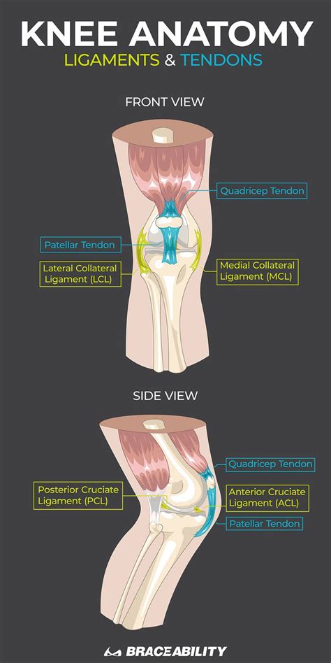 Pin On Knee Injuries Why Does My Knee Hurt Common Problems That