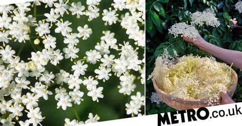 How To Forage For Elderflower And What To Make With It Metro News