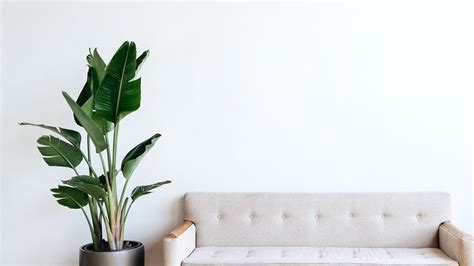 Modern Beige Fabric Couch And Plant In Living Room Free Image By