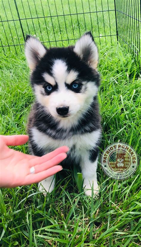 Cute puppies for sale at an affordable price. Pomsky Puppies For Sale Cheap Near Me