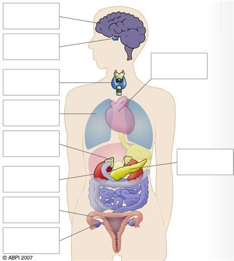 Skip to main search results. Free Diagrams Human Body | Human Body Diagram Blank | The ...