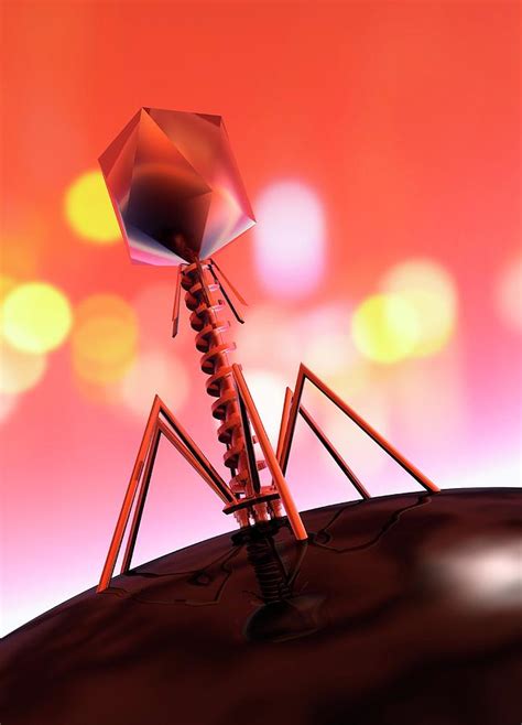 Phage Virus Attacking Bacteria Photograph By Victor Habbick Visions