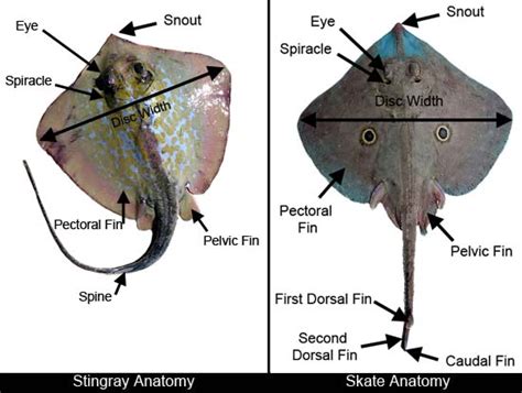 Skate And Ray Anatomy Discover Fishes