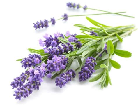 Learn How To Use Lavender Leaves In 5 Effective Ways Herzindagi