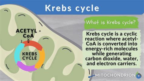 Krebs Cycle Definition And Examples Biology Online Dictionary