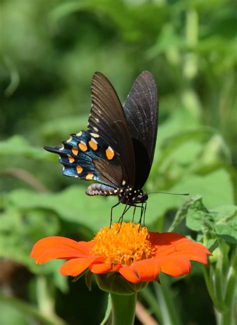 Using Georgia Native Plants Butterflies And Blooms