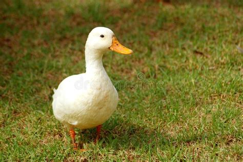 White Duck A White Little Duck With Orange Beak Standing In The Grass