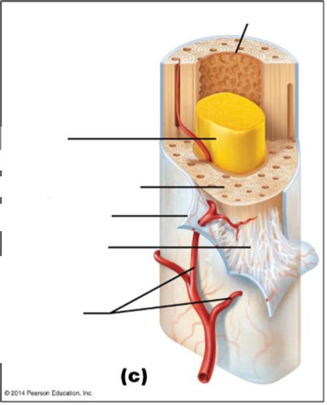 Enlarged View Of Long Bone Diaphysis Diagram Quizlet