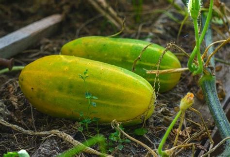 Why Are Your Cucumbers Turning Yellow And How To Fix This Gardening