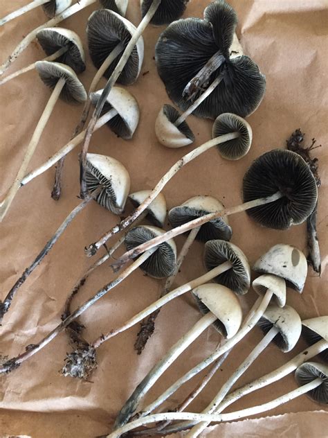 Opinions please! Panaeolus cyanescens Picked today from dung in a ...