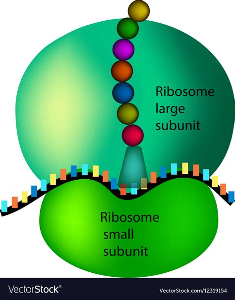 Ribosome Structure And Function