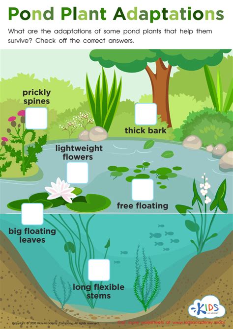 Plant Adaptations Worksheet 4th Grade