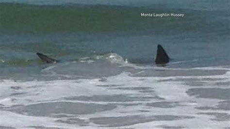 Terrifying Shark Attacks Off The Coast Of North Carolina Video Abc News