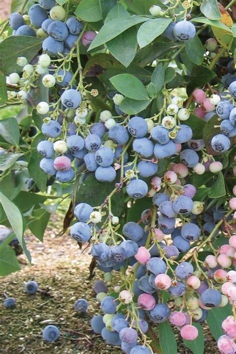 Buy Ochlockonee Rabbiteye Blueberry Bushes Free Shipping Wilson