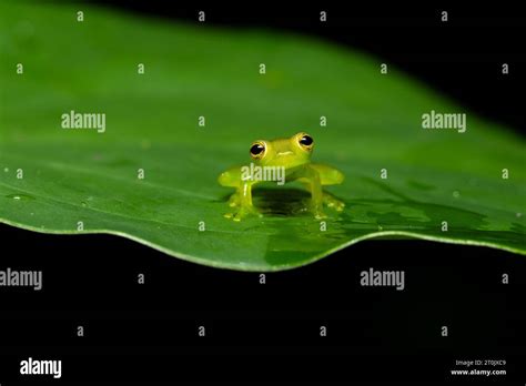 Teratohyla spinosa (common name: spiny Cochran frog) is a species of
