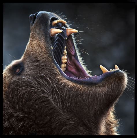 The Roooarrr Of A Bear Bear Pictures Animals Wild Bear Art