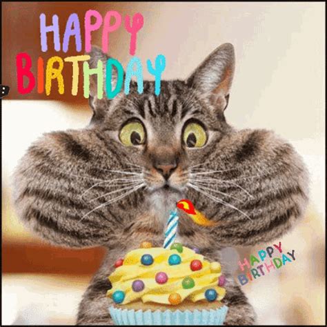 Happy Birthday Gif Happy Birthday Cat Discover Share Gifs