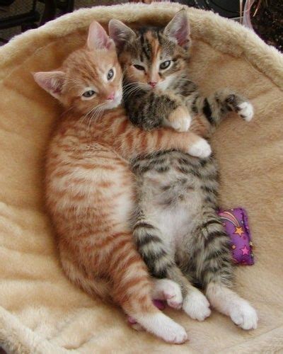 Pin By R2 On ️ Cats Cuddle Buddies Kittens Cutest Kitten Cuddle Cats