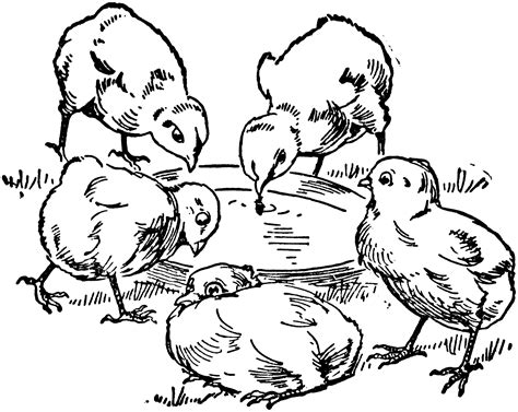 Five Chicks Clipart Etc
