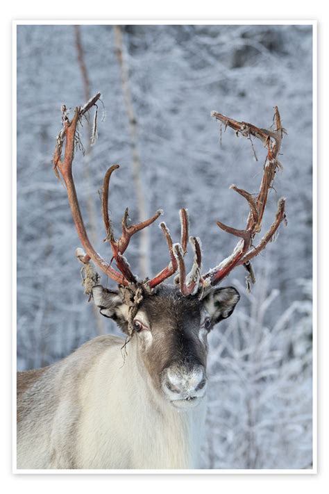 Reindeer Print By Editors Choice Posterlounge