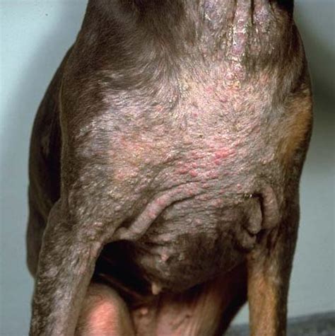 25 Elegant What Is Demodicosis In Dogs Demodectic Mange