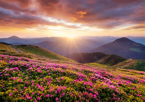 Blossoming Flowers In The Mountains During Sunset Summer Landscape