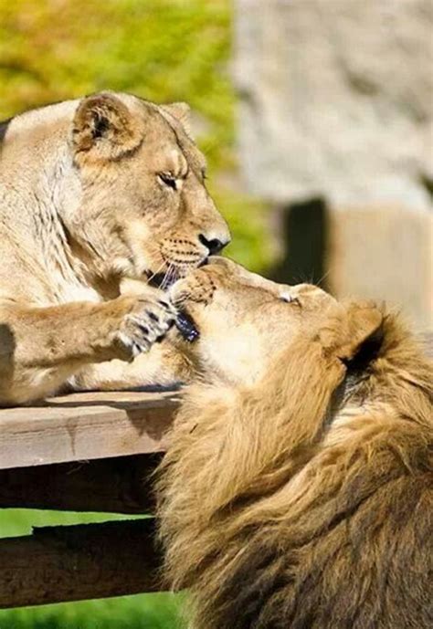 50 Most Cutest And Beautiful Animals Kissing Pictures Funnyexpo