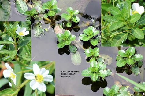 Ludwigia Adscendens Eflora Of India