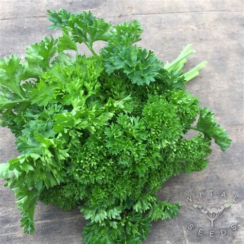 Parsley - Curly: Moss Curled (Organic) | Vital Seeds