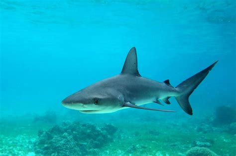 A shark, a large, stealthy fish with many teeth. Tiburón de Galápagos » Características, curiosidades ...