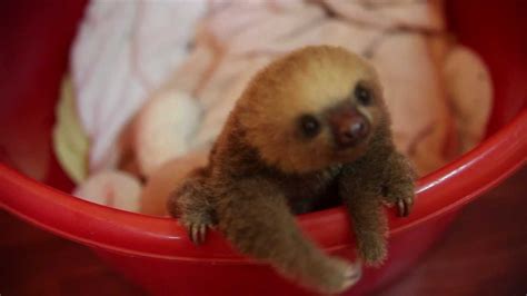 Cute Baby Sloth In Costa Rica Meet Hope Youtube
