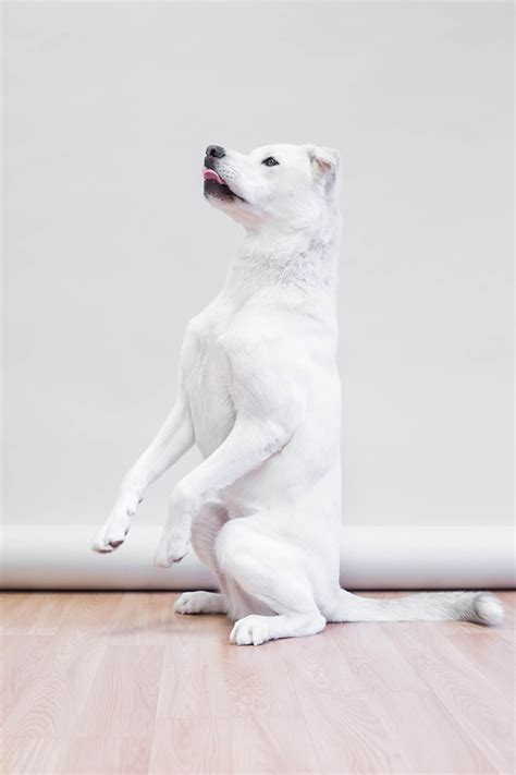 Modern Dog Magazine Dog Training 101 How To Teach Your Dog Sit Pretty