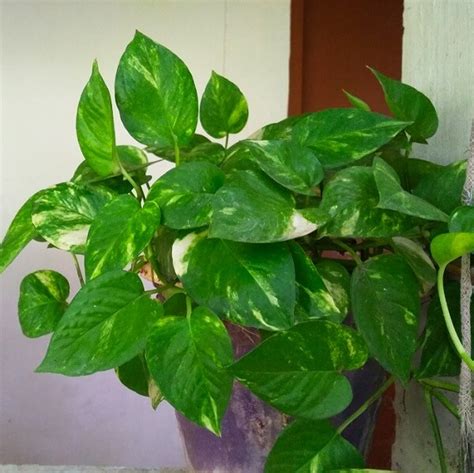 Maybe you would like to learn more about one of these? Money Plant: How To Grow, Care and Benefits - PlantDecors Blog