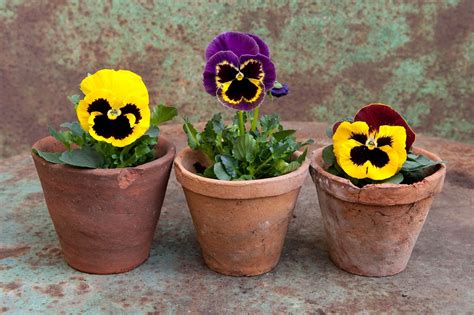 Growing Pansies How To Plant Grow And Care For Pansy Flowers The