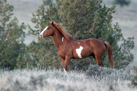Wild Horses of Southeast Oregon - Nature Photography