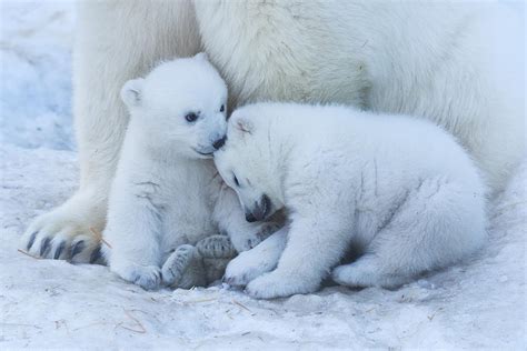 Polar Bear Cub Photograph By Anton Belovodchenko Pixels
