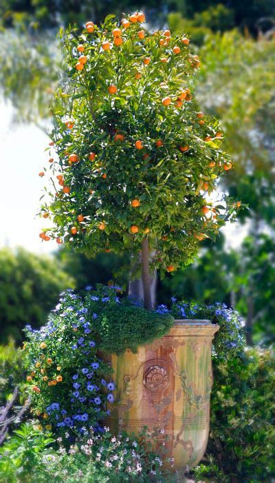 How To Grow Orange Tips For Growing Planting And