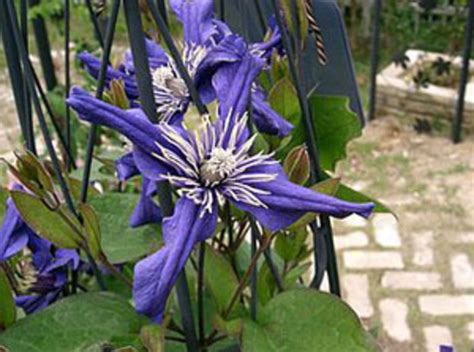 Best place to plant clematis montana. How Deep to Plant Clematis for Best Growth - Horticulture