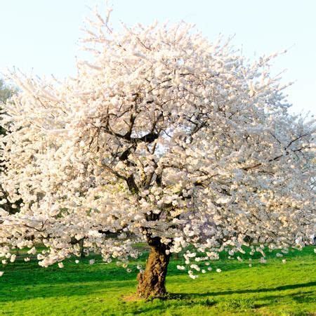 They come in upright or weeping cherry tree forms as well. Autumn Cherry Tree | Flowering cherry tree, Fast growing ...