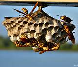 Images of European Paper Wasp