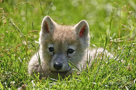 Arctic Wolf Pup Photograph By Michael Cummings