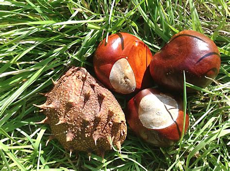 The Horse Chestnut Tree And Conkers Owlcation