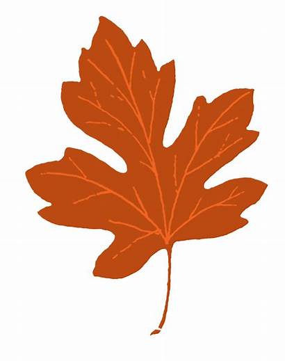 Clip Leaf Leaves Fall Clipart Maple Autumn