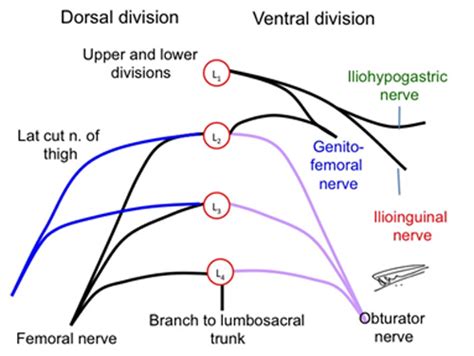 Origin Of Ilioinguinal Iliohypogastric And The Genitofemoral Nerves